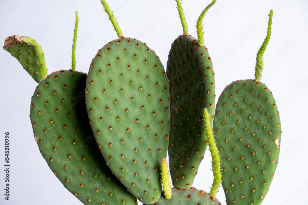 Detail of opuntia cactus potted plant growing. Succulent plant in pot on table. Cactus lover