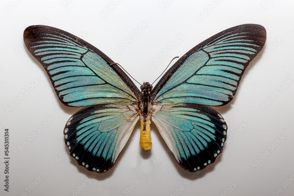 Fototapeta premium beautiful flying insect the butterfly