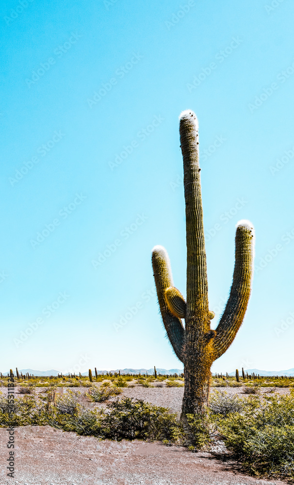 Vertical creative minimal picture of a very big cardon cactus (Echinopsis atacamensis) with blue sky in the background as copy space ideal for framing or wallpaper.