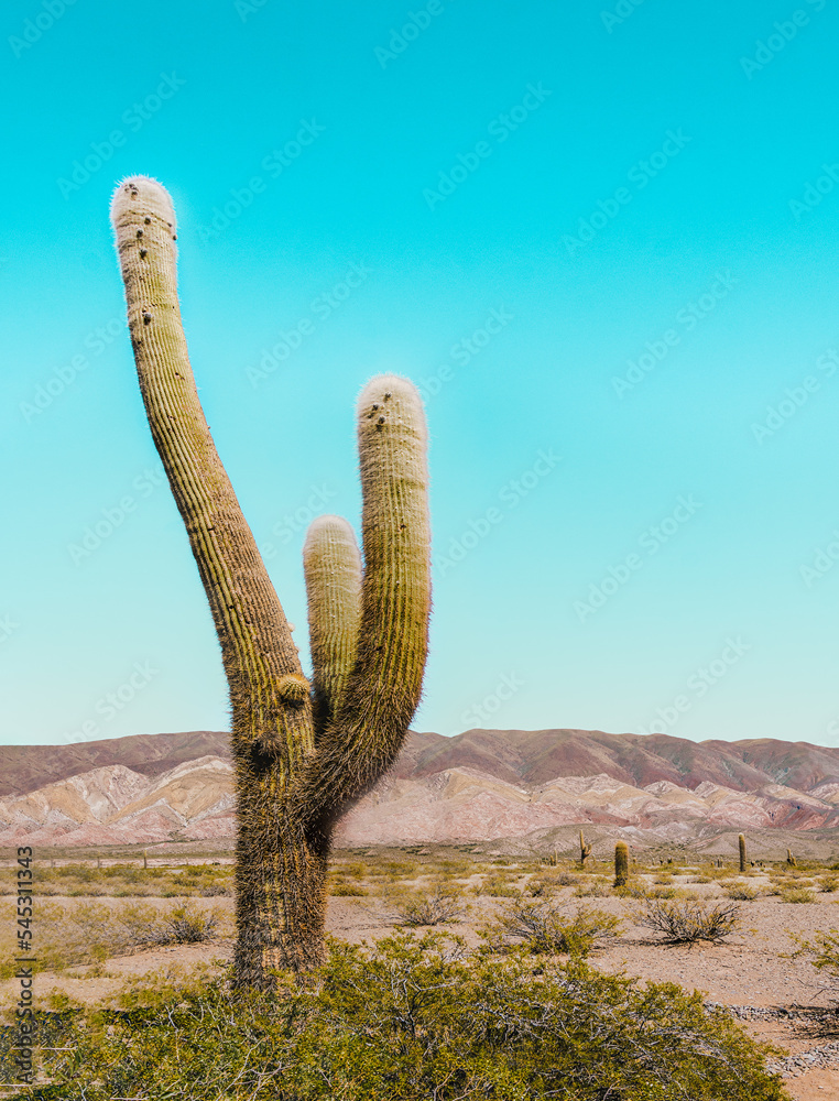 Minimal vertical picture of a giant cardon cactus (Echinopsis atacamensis) with brown mountains in the background and blue copy space.