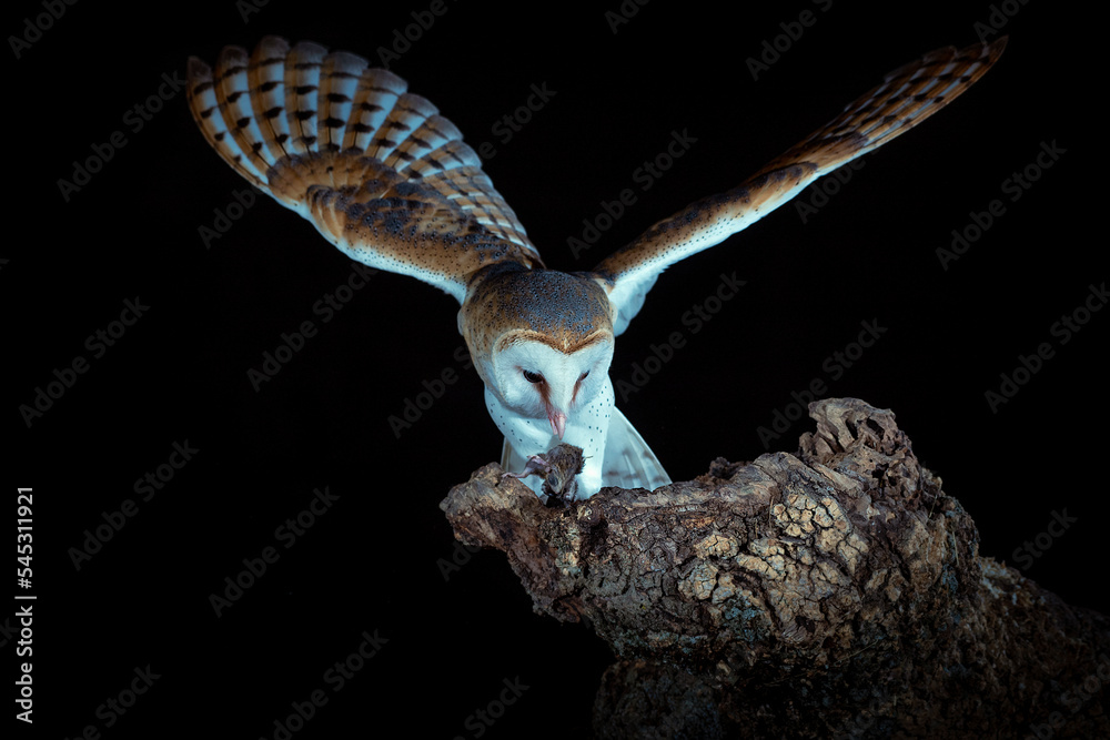 Barn owl perched on his watchtower in the dark night