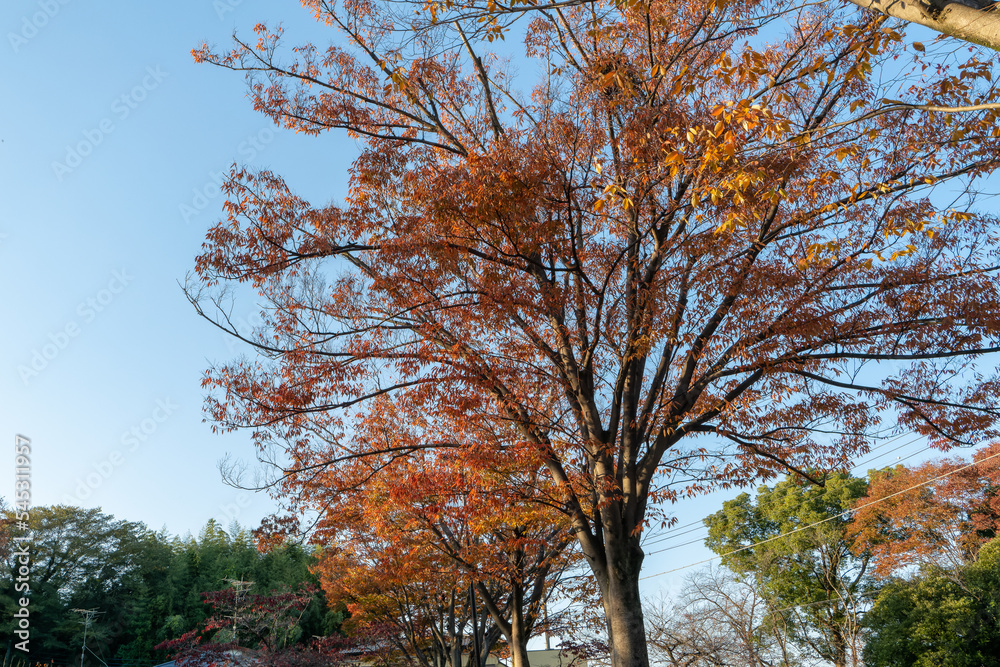 Fototapeta premium 初秋の紅葉