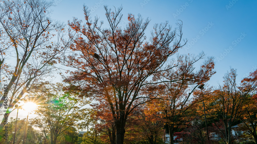 Fototapeta premium 初秋の紅葉