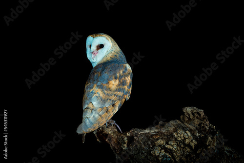Barn owl perched on his watchtower in the dark night