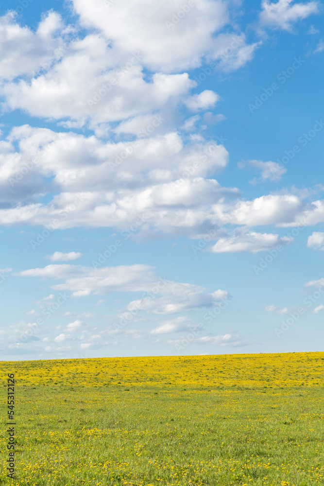 Naklejka premium Yellow field with dandelion flowers and blue sky with white fluffy cumulus clouds. Beautiful spring summer landscape, nature background