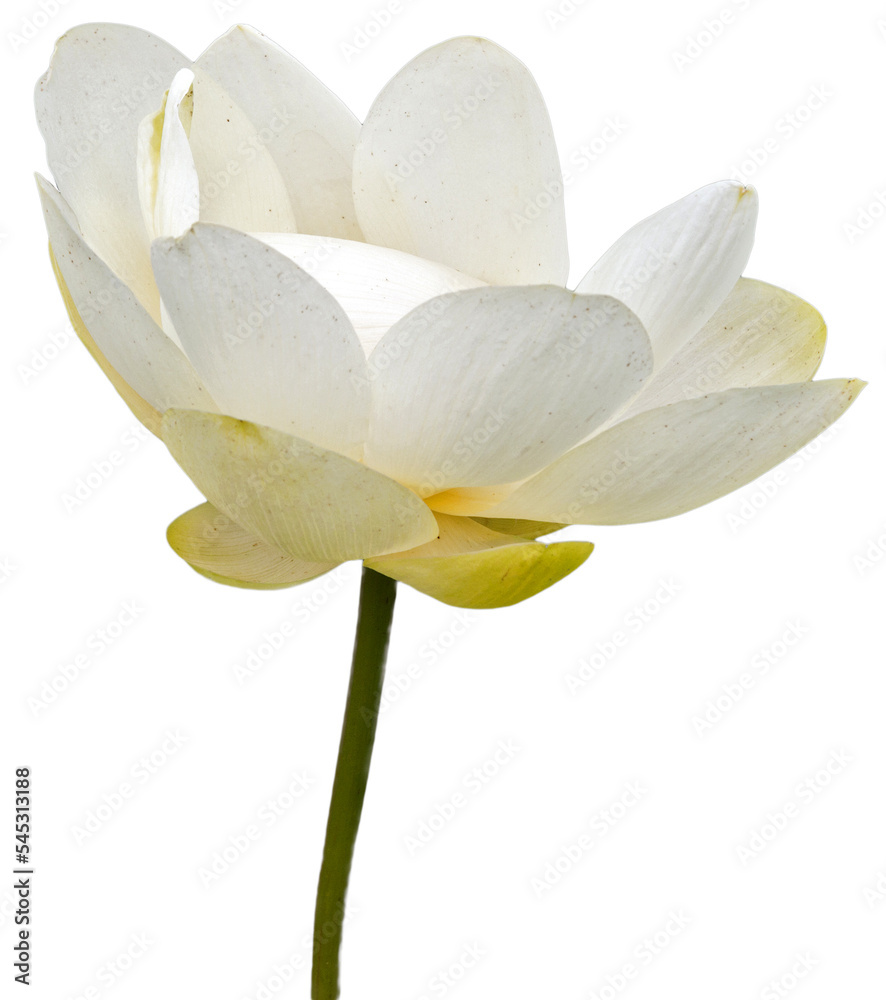 PNG illustration with a transparent background close up of a waterlily blossom PNG illustration with a transparent background close up of a waterlily blossom