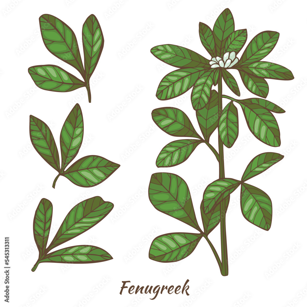 Fenugreek Plant and Leaves in Hand Drawn Style Fenugreek Plant and Leaves in Hand Drawn Style