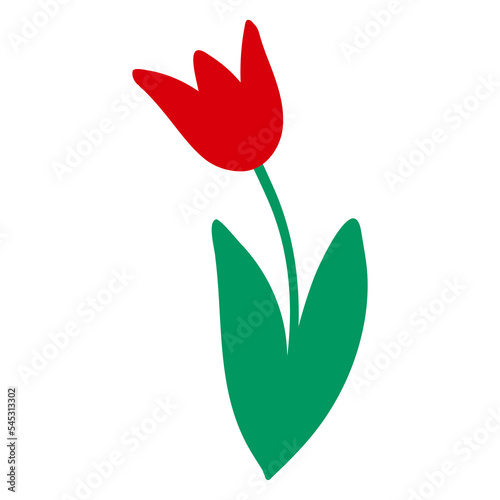 red tulip isolated on white