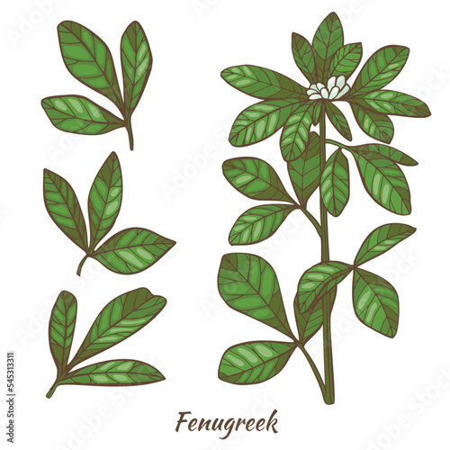 Fenugreek Plant and Leaves in Hand Drawn Style