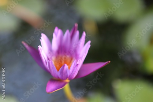 purple lotus flower