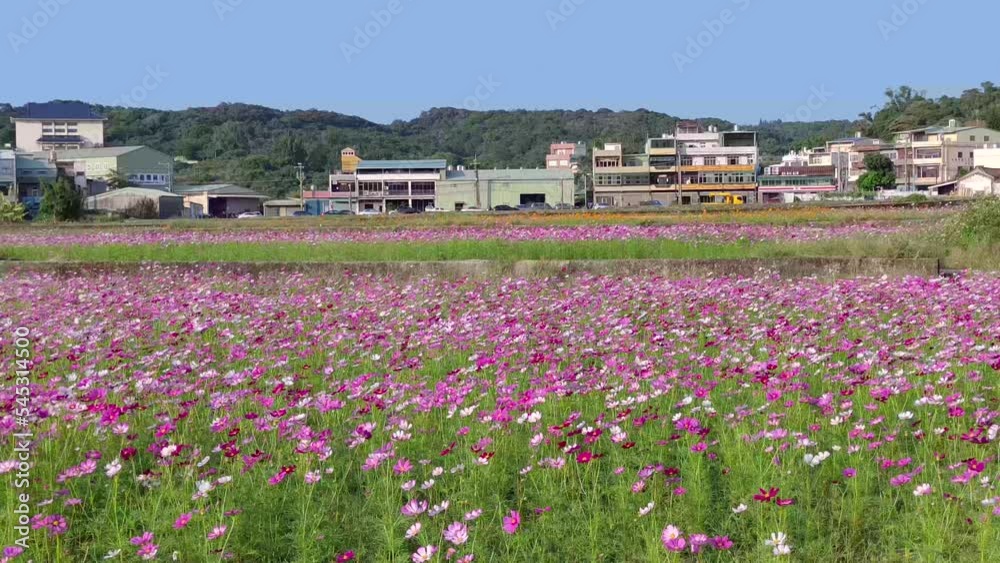 Beautiful Taoyuan Luzhu flower sea, Taoyuan City, Taiwan Beautiful Taoyuan Luzhu flower sea, Taoyuan City, Taiwan