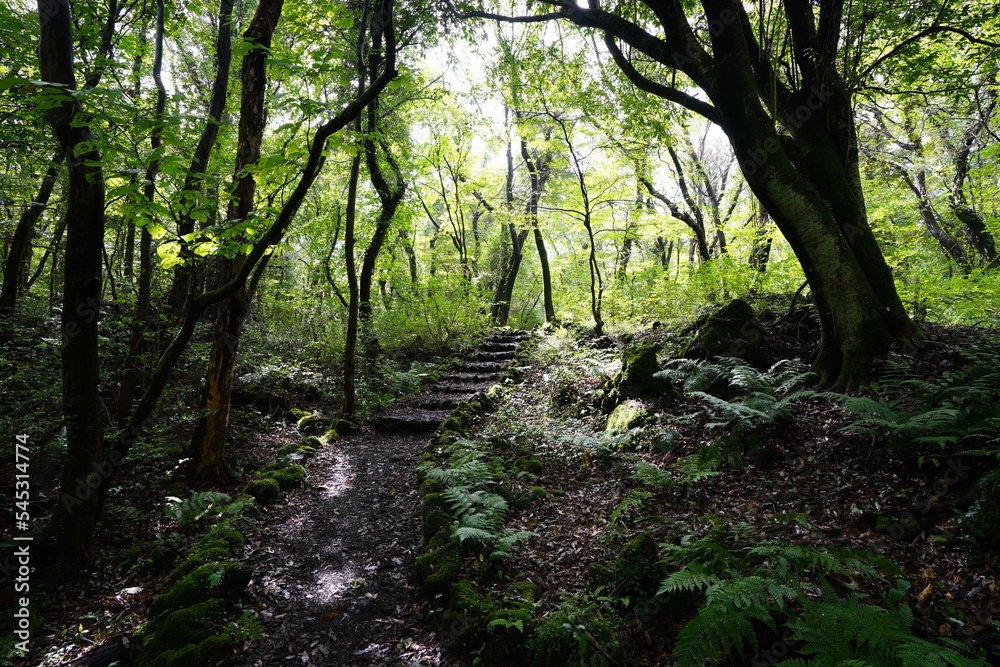 Fototapeta premium fine path through thick summer forest
