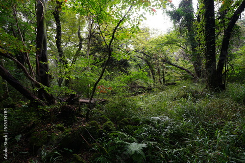 fallen trees and old trees in thick wild forest