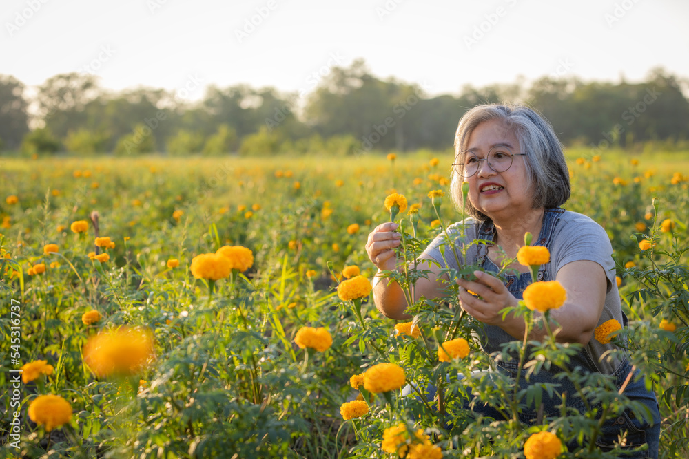 Retired senior woman happiness in American marigold gardening with sunlight warm. Retired senior woman happiness in American marigold gardening with sunlight warm.