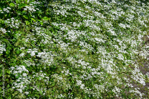Fototapeta Naklejka Na Ścianę i Meble -  Lacy white flowers of Snow-on-the-Mountain plant blooming in the summer, as a nature background

