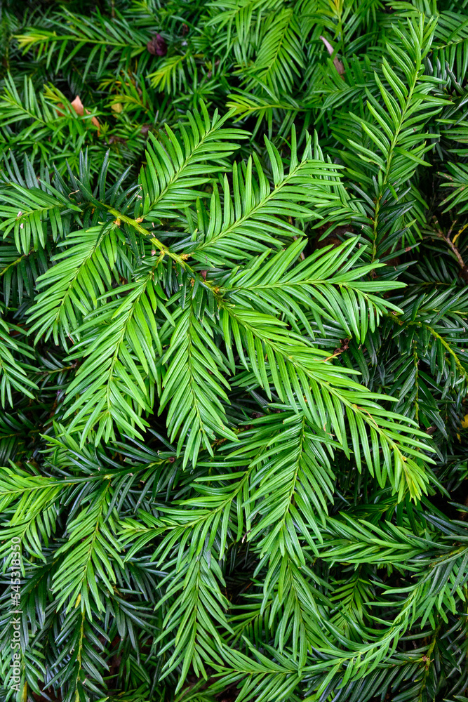 Closeup of fresh green growth on an evergreen tree, as a nature background
