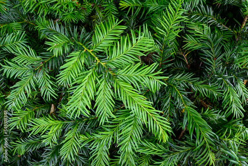 Closeup of fresh green growth on an evergreen tree, as a nature background 