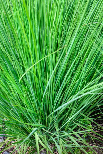 Tall airy ornamental grass as pattern and texture in nature 