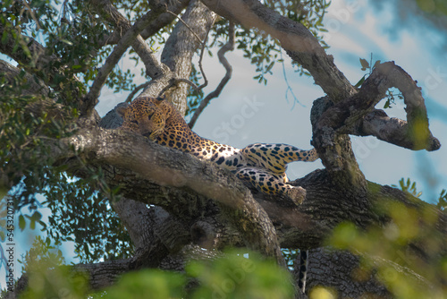 Sri lankan leopard