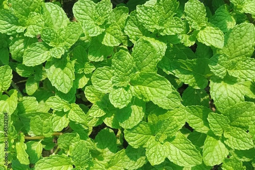 Mint leaves Thai herb that is good for health.