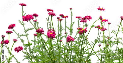 Fototapeta Naklejka Na Ścianę i Meble -  Close-up of chamomile flowers isolated on background