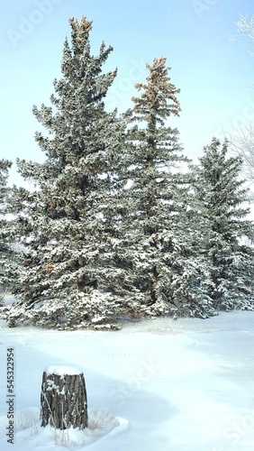 snow covered trees