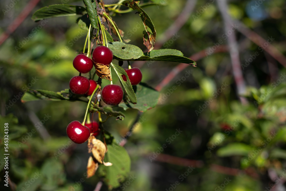 The ripe cherries have a sour taste and are used to make delicious jams. The ripe cherries have a sour taste and are used to make delicious jams.