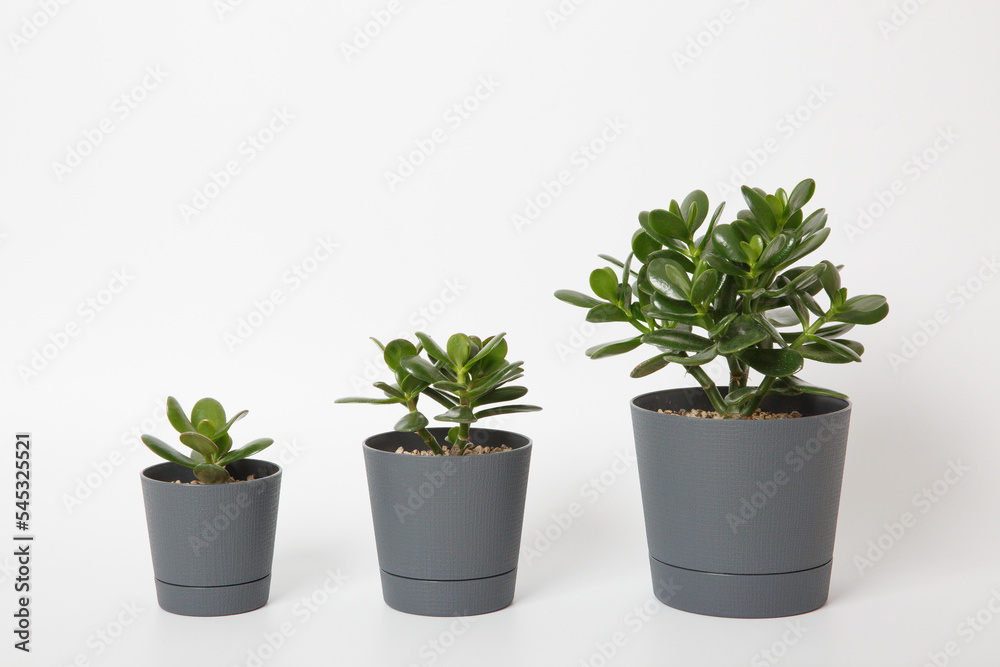 three plants different sizes of crassula ovata or money or jade tree in pots lined up in ascending order in a row on a white background