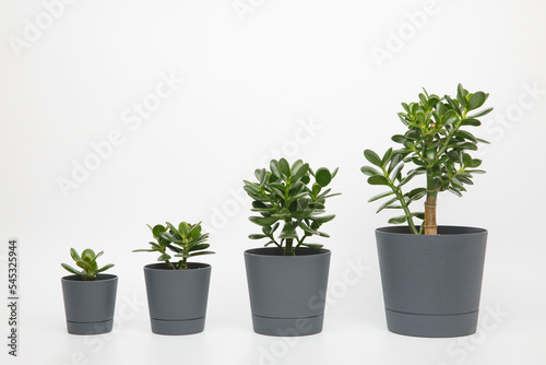 four plants different sizes of crassula ovata or jade or money tree in pots lined up in ascending order in a row on a white background