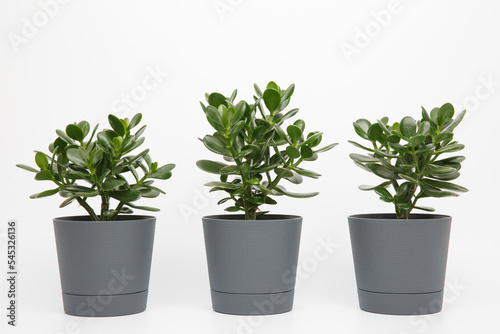 three plants of crassula ovata or money or jade tree in pots same sizes in a row on a white background photo