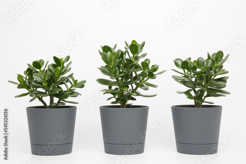 three plants of crassula ovata or money or jade tree in pots same sizes in a row on a white background