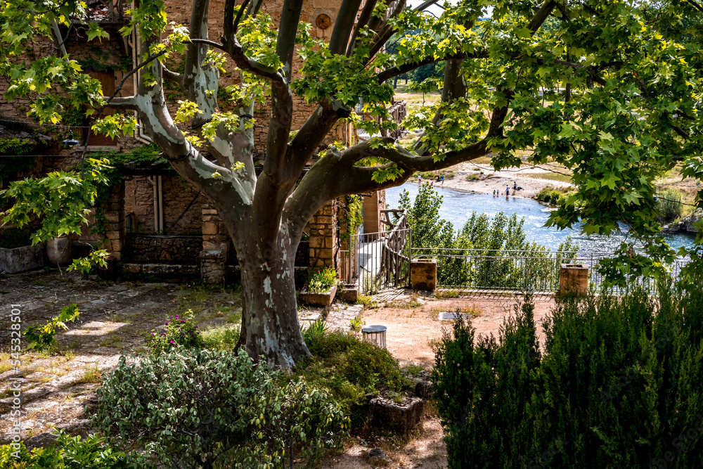 Arbre dans jardin provençal