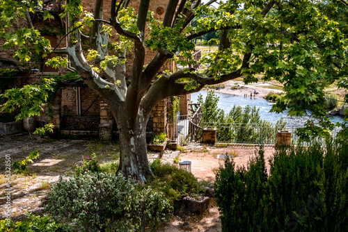 Arbre dans jardin provençal