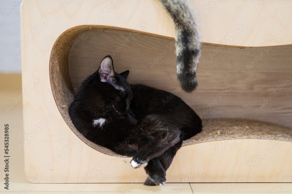 Black and tabby cats sleep on a scratching post. 