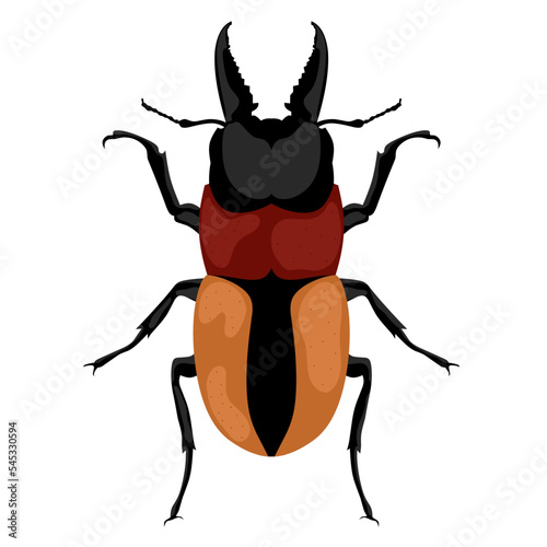 Vector illustration of a male pincer beetle or lucanus cervus on a white background. The claw beetle, the stag horn beetle, belongs to the family Lucanidae.