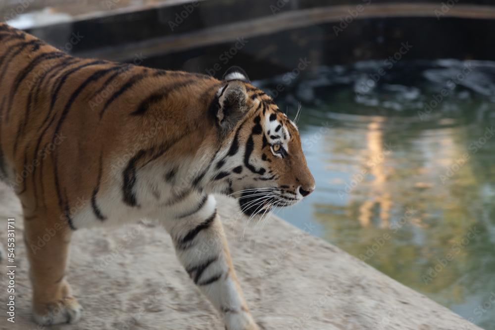 Naklejka premium tiger in the water