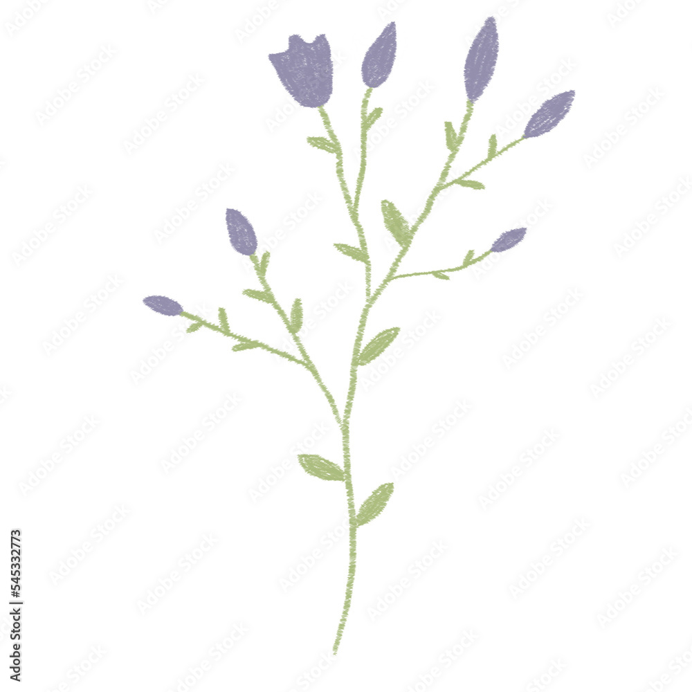 lilac branch isolated on white lilac branch isolated on white