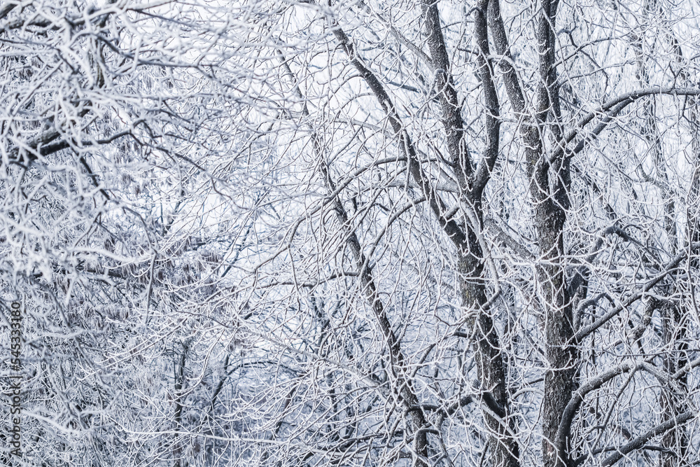 Background of tree branches covered with frost. Landscape of nature with white snow. Winter holiday concept Background of tree branches covered with frost. Landscape of nature with white snow. Winter holiday concept