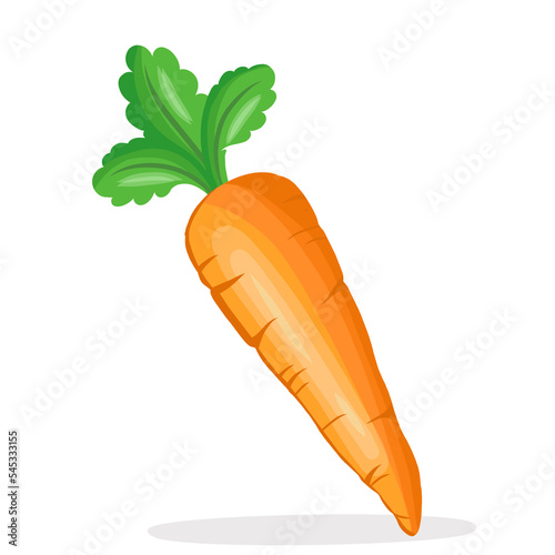 fresh single carrot vegetable illustration