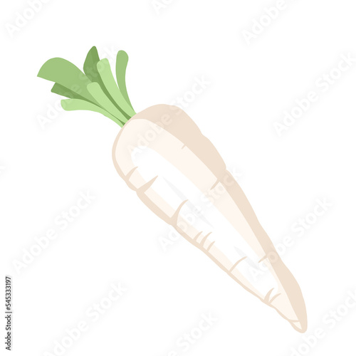 fresh chinese radish vegetable illustration