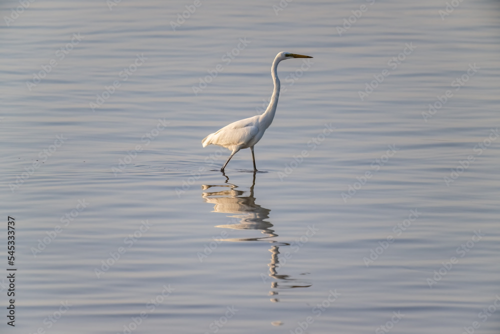 great egret in the water