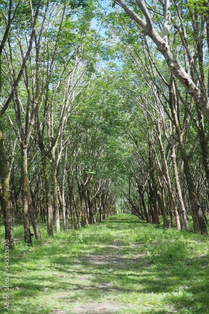 Obraz premium rubber