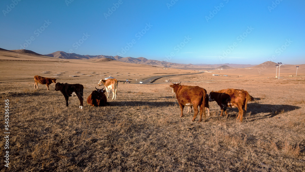 Grazing cows in the fields of Mongolia Grazing cows in the fields of Mongolia