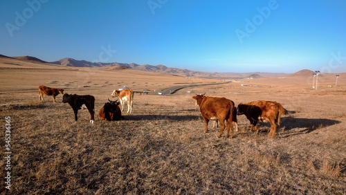 Grazing cows in the fields of Mongolia © Jey Kaylagen