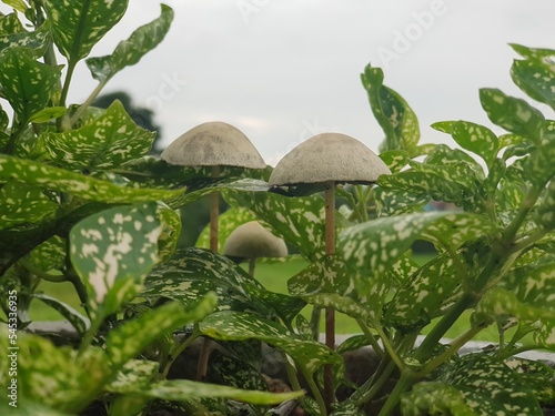 little mushroom growing in the garden