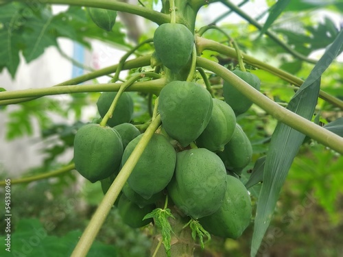 bunch of Papaya growing on tree