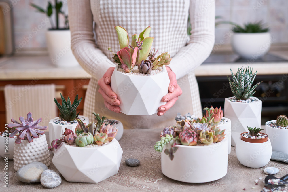 Woman holding pot with group of houseplants potted - Echeveria and Pachyveria opalina Succulents Woman holding pot with group of houseplants potted - Echeveria and Pachyveria opalina Succulents