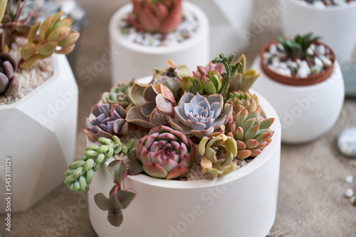 pots with groups of houseplants on concrete table - Echeveria and Pachyveria opalina Succulents photo