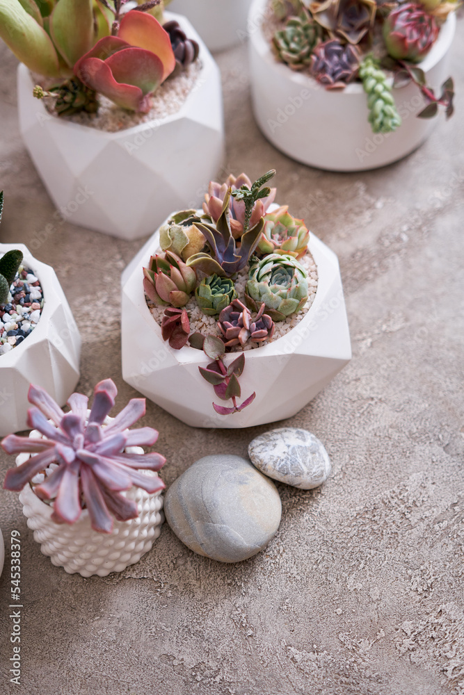 pots with groups of houseplants on concrete table - Echeveria and Pachyveria opalina Succulents pots with groups of houseplants on concrete table - Echeveria and Pachyveria opalina Succulents