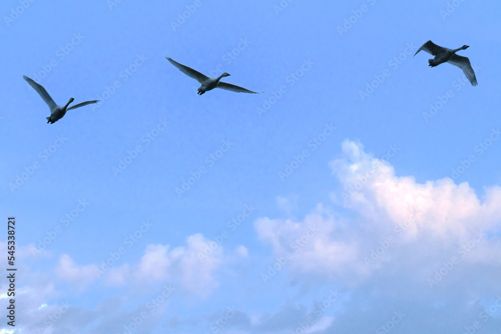 Soaring swans, Oct 23rd, 2022